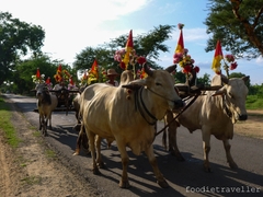 Full Day Elephant Safari & Ox-Cart Ride