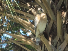 Full Day The Bird Sanctuary Of Prek Toul With Lunch