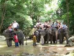 Fullday Elephant Village – City Tour