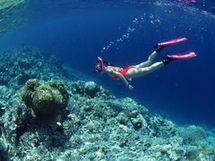 Fullday Nha Trang  Diving