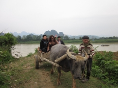 Enjoy Buffalo Cart And Peace Life in Country Side