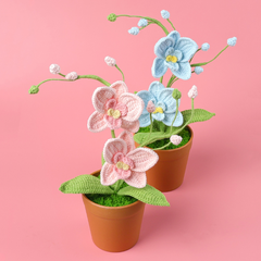 Chậu Hoa Lan hồ điệp Đế Len