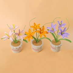 Chậu Hoa Ly Đế Len