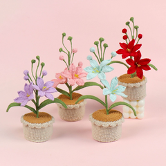 Chậu Hoa Lan Đế Len