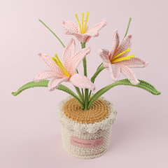 Chậu Hoa Ly Đế Len