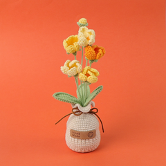 (Túi+Thiệp) Chậu Hoa Đế Len - Prunus Mume - Cam