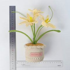 Chậu Hoa Ly Đế Len