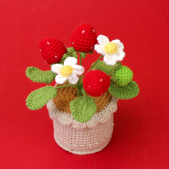 Chậu Trái Dâu Đế Len