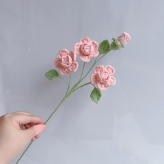 CÀNH HOA HỒNG BARBIE, HOA HỒNG LEN VĨNH CỬU