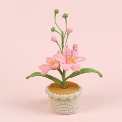 (Túi+Thiệp) Chậu Hoa Đế Len - Hoa Lan - Hồng