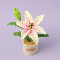 Chậu Hoa Loa Kèn Đế len