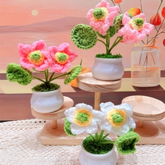 Chậu Hoa Sen Đế Nhựa