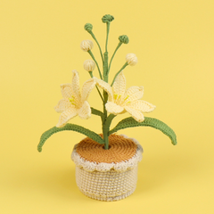 Chậu Hoa Lan Đế Len