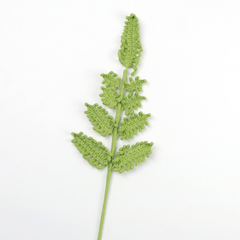 Cành Lá Dương Xỉ Tuyết