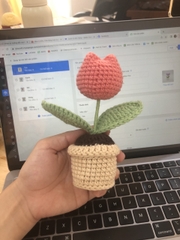 Chậu hoa tulip nhỏ