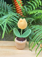 Chậu hoa tulip nhỏ