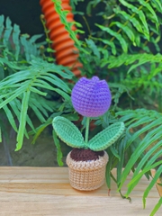 Chậu hoa tulip nhỏ