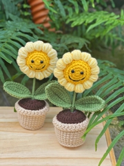 Chậu hoa hướng dương nhỏ