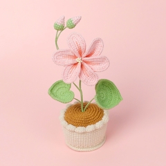 (Túi+Thiệp) Chậu Hoa Đế Len - Lưu ly - Hồng