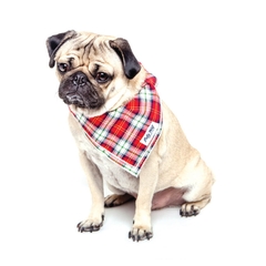 Chó Bắc Hà xù