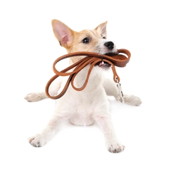 Chó Beagle lai nhập