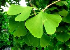 Viên uống bổ não, tăng cường trí nhớ - Ginkgo Biloba 60mg - Natural Factors