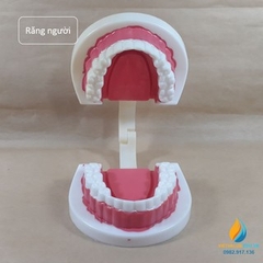 Mô Hình Hàm Răng Người: Công Cụ Giáo Dục Sinh Học Hiệu Quả