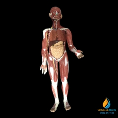 Mô hình bộ cơ người và các nội tạng kích thước cao 78cm, rộng 48cm, sâu 14cm