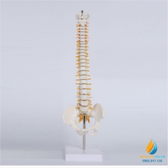 Mô hình xương sống với hệ thống dây thần kinh, dài 45cm, nhựa PVC