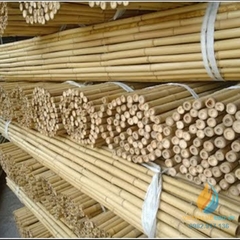 Gậy tre