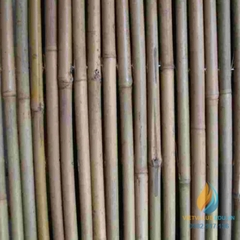 Gậy tre