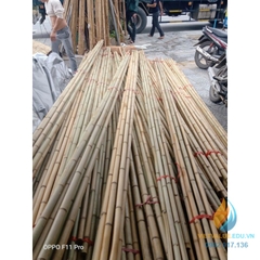 Gậy tre