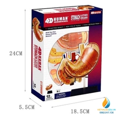 Mô hình dạ dày người, mô hình giải phẫu hệ tiêu hóa người nghiên cứu sinh học