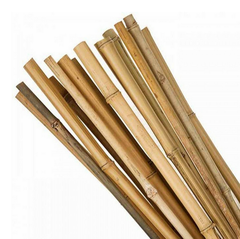 Gậy tre