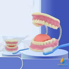 Mô hình giải phẫu khoang miệng người, mô hình hàm răng nha khoa
