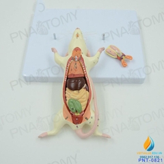 Mô hình giải phẫu nội tạng chuột