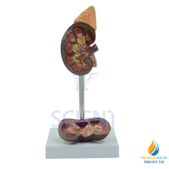 Mô hình giải phẫu Thận người tỷ lệ 1:1, hệ tiết niệu con người, nhựa PVC cao cấp