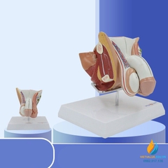 Mô hình giải phẫu hệ sinh dục nam giới trong và ngoài, nhựa PVC cao cấp