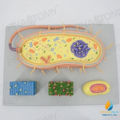 Mô hình giải phẫu vi rút và vi khuẩn, chất liệu nhựa PVC cao cấp