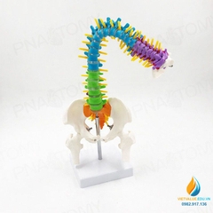 Mô hình giải phẫu cột xương sống uốn cong 45cm, đốt sống trật khớp