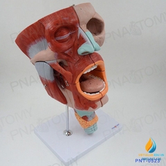 Mô hình giải phẫu Mũi, miệng và khoang họng Đầu và các cơ mặt