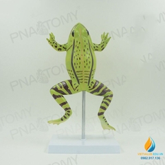 Mô hình giải phẫu cơ quan nội tạng ếch, cóc, cơ quan tháo rời, lắp ráp