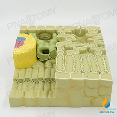 Mô hình giải phẫu cấu trúc lá thực vật, chất liệu nhựa PVC cao cấp
