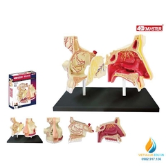 Mô hình giải phẫu khoang mũi, 4D mô hình khoang mũi người