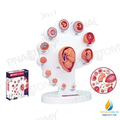 Mô hình giải phẫu phôi thai phát triển, 4D mô hình chu trình thai nhi
