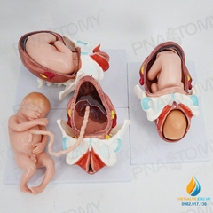 Mô hình giải phẫu phôi thai nữ sinh đủ tháng