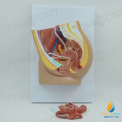 Mô hình giải phẫu vùng chậu, tử cung hệ tiết niệu nữ giới, chất liệu nhựa PVC cao cấp