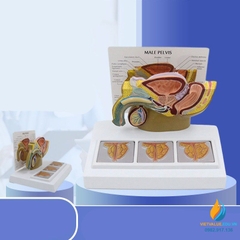 Mô hình giải phẫu hệ sinh dục nam giới, khoang chậu, mô hình y học