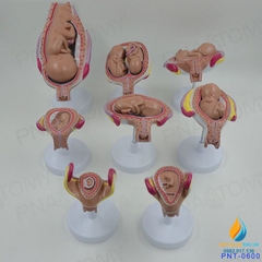 Mô hình giải phẫu phát triển của thai nhi, nhựa PVC cao cấp
