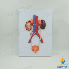 Mô hình giải phẫu hệ thống tiết niệu của con người, bàng quang, niệu quản, niệu đạo, mô hình giải phẫu thận